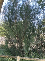 Tamarix gallica