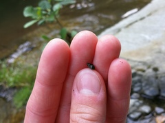 Potamopyrgus antipodarum