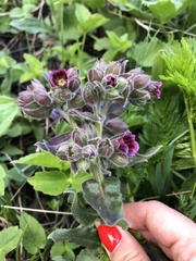 Nonea versicolor