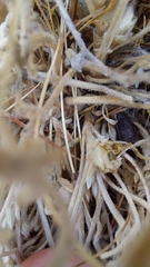 Astragalus cryptobotrys