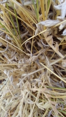 Astragalus cryptobotrys