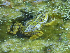 Pelophylax perezi