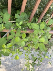 Rubus ulmifolius