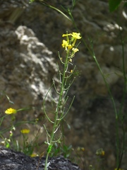 Erysimum carniolicum