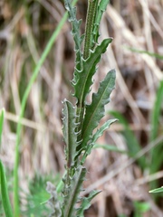 Erysimum carniolicum