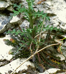 Erysimum carniolicum
