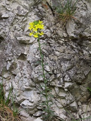 Erysimum carniolicum