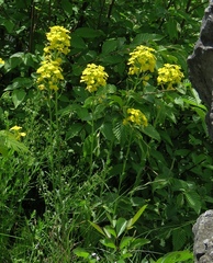 Erysimum carniolicum