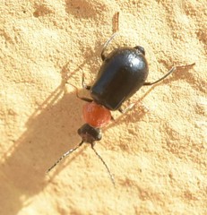 Ebaeina