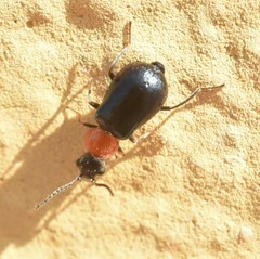 Ebaeina