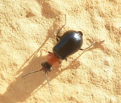 Ebaeina