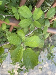 Rubus ulmifolius