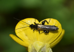 Oedemera pthysica