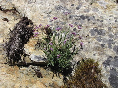 Boechera breweri