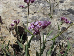 Boechera breweri