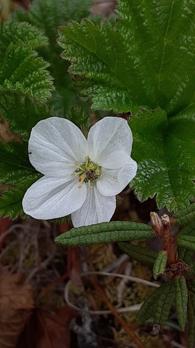 cloudberry