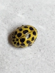 Psyllobora vigintiduopunctata