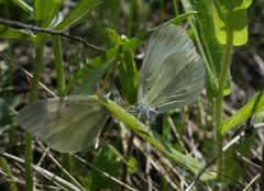 Leptidea juvernica