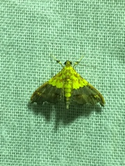Agrotera citrina