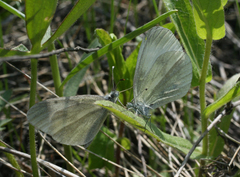 Leptidea juvernica