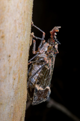 Phrictus diadema