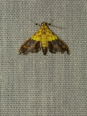 Agrotera citrina