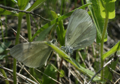 Leptidea juvernica