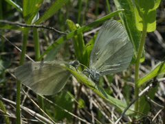 Leptidea juvernica