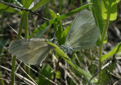 Leptidea juvernica