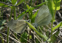 Leptidea juvernica
