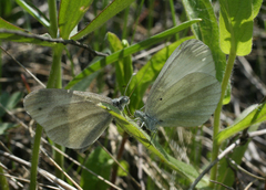 Leptidea juvernica