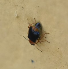 Ebaeina