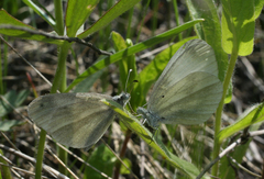 Leptidea juvernica