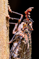Phrictus diadema