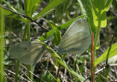 Leptidea juvernica