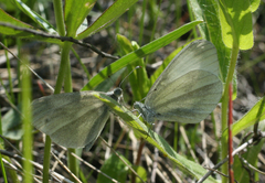 Leptidea juvernica