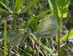 Leptidea juvernica