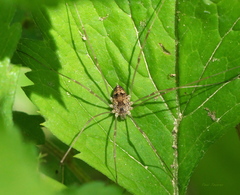 Leiobunum calcar