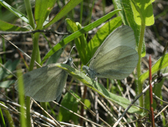 Leptidea juvernica