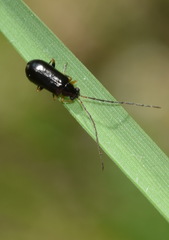 Luperus longicornis