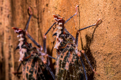 Phrictus diadema