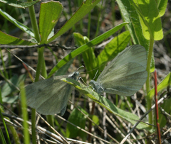 Leptidea juvernica