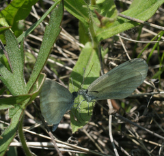 Leptidea juvernica