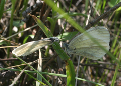 Leptidea juvernica