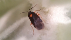 Deraeocoris ventralis