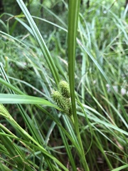 Carex frankii