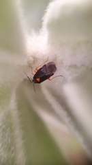 Deraeocoris ventralis