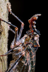 Phrictus diadema