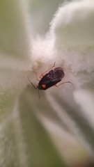 Deraeocoris ventralis