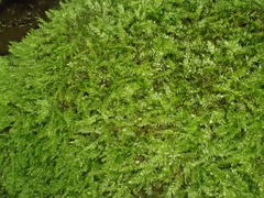 Herzogiella striatella